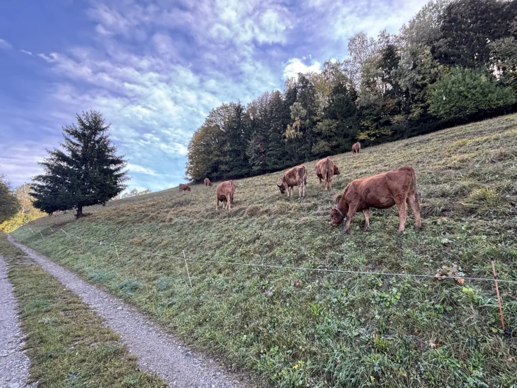 Chemin bordant un pâturage avec des vaches