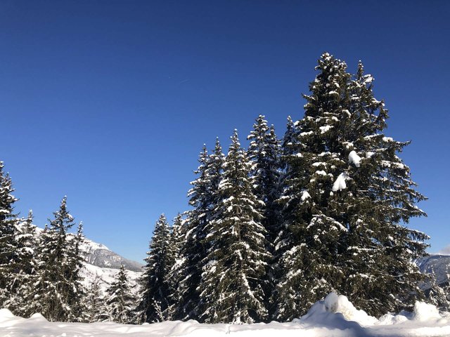 Ambiance hivernale : neige et sapins