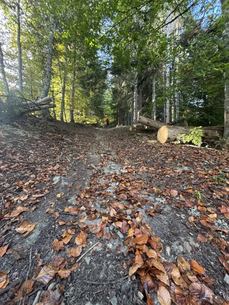 Sentier forestier couvert de feuilles d’automne